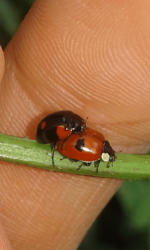 Coccinellidae : Adalia bipunctata? S.